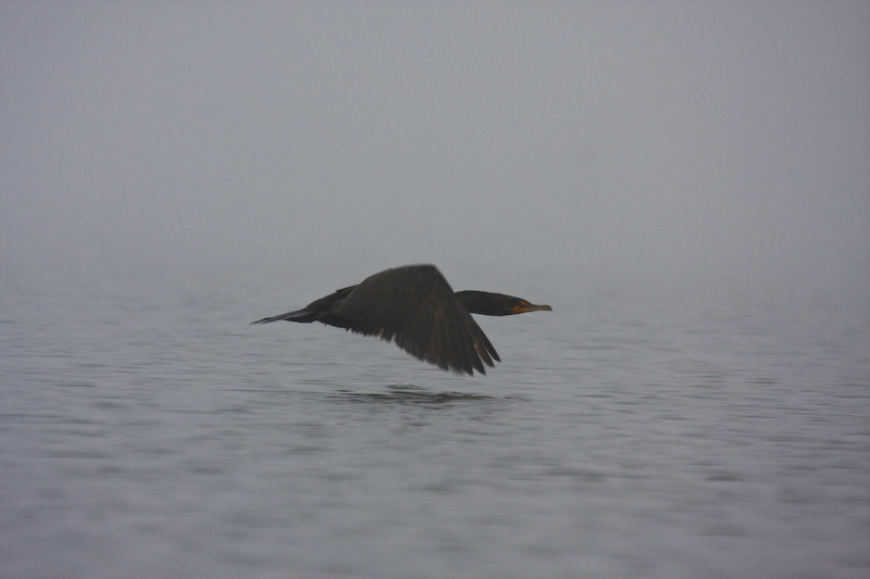 Double-Crested Cormorant In Flight